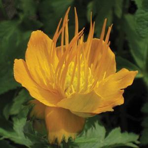 (Globeflower) Trollius chinensis Golden Queen from Swift Greenhouses