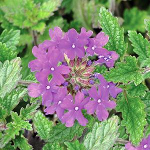 (Vervain) Verbena canadensis Homestead Purple from Swift Greenhouses