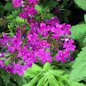 (Vervain) Verbena canadensis Perfecta from Swift Greenhouses