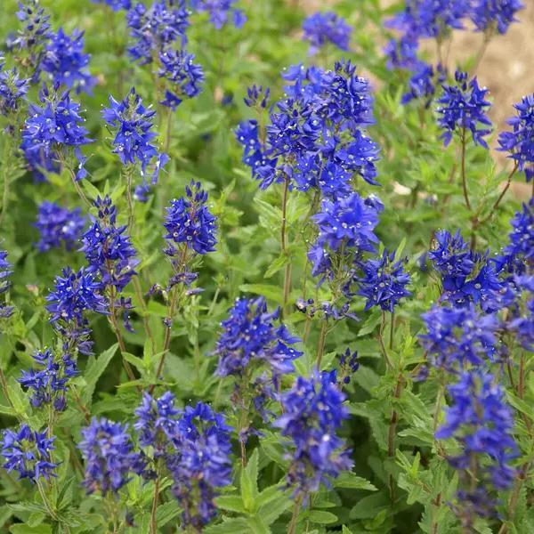 (Speedwell) Veronica austriaca Crater Lake Blue from Swift Greenhouses