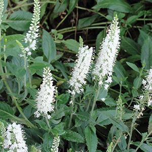 (Speedwell) Veronica spicata Icicle White from Swift Greenhouses
