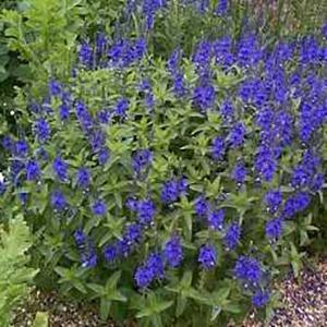(Speedwell) Veronica austriaca Royal Blue from Swift Greenhouses