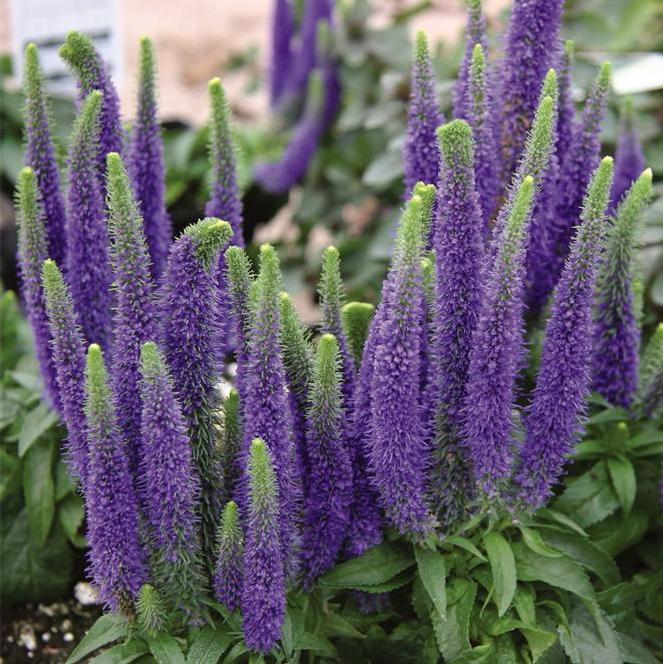 (Speedwell) Veronica spicata Royal Candles from Swift Greenhouses