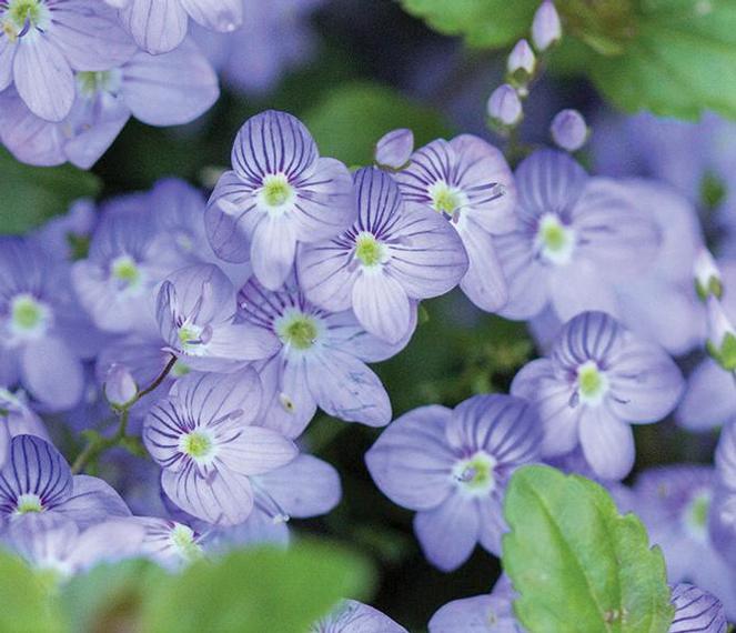 (Speedwell) Veronica hybrida Waterperry Blue from Swift Greenhouses