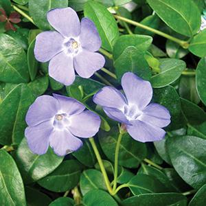 (Periwinkle) Vinca minor Bowles from Swift Greenhouses