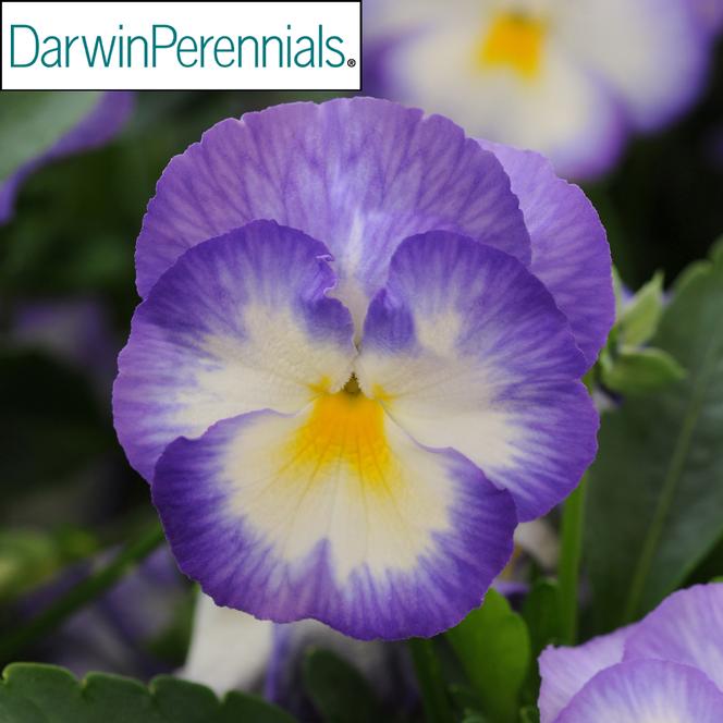 (Violet) PP # 24,542 Viola cornuta Halo™ Lilac from Swift Greenhouses