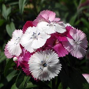 (Sweet William) Dianthus barbatus Sweet™ Pink Magic from Swift Greenhouses