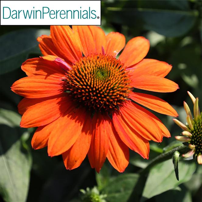 (Coneflower) PP # 26,639 Echinacea hybrid Sombrero® Adobe Orange from Swift Greenhouses