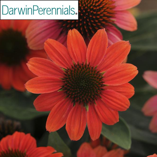 (Coneflower) PP # 23,097 Echinacea hybrid Sombrero® Poco™ Hot Coral from Swift Greenhouses