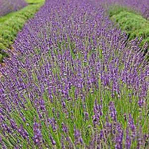 English Lavender PP # 24,193 Herb Perennial - Lavender Phenomenal from Swift Greenhouses