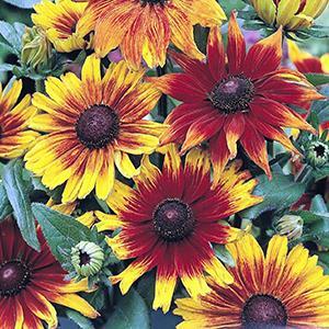 (Black Eyed Susan) Rudbeckia hirta Autumn Colors from Swift Greenhouses