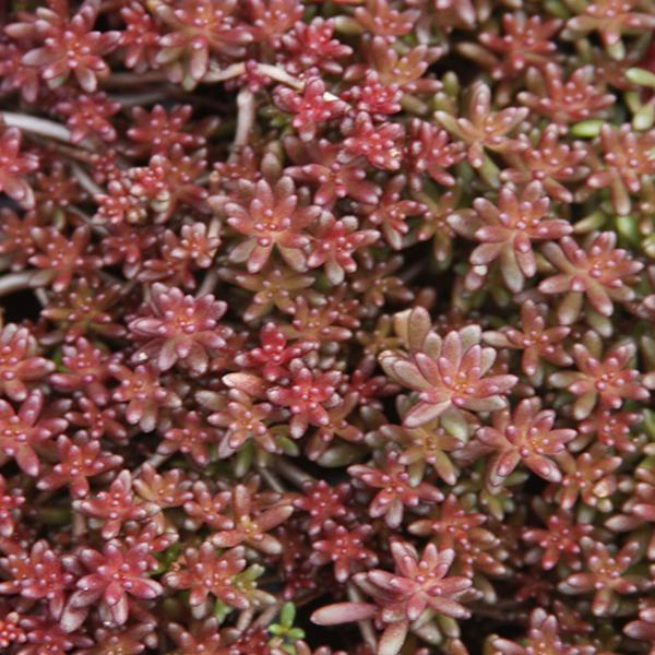 (Stonecrop) Sedum album Red Ice from Swift Greenhouses