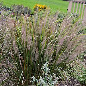 Calamagrostis brachytricha Grass Perennial - Feather Reed from Swift Greenhouses