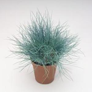 Festuca valesiaca Grass Perennial - Fescue Buddy Blue from Swift Greenhouses