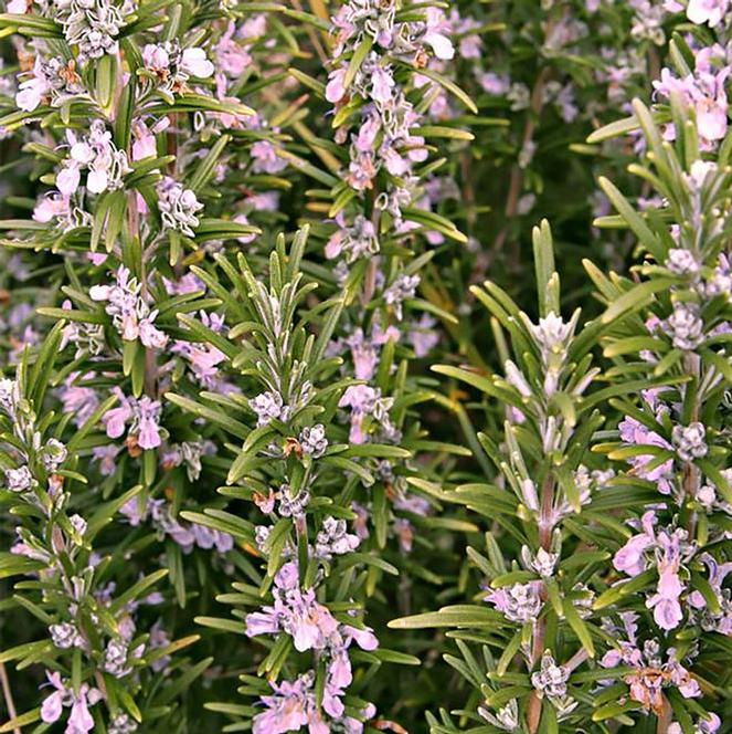 Rosmarinus officinalis Herb Perennial - Rosemary Rosy from Swift Greenhouses