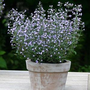 (Lesser Catmint) Nepeta Calamintha Marvelette Blue from Swift Greenhouses