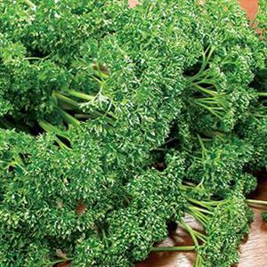 Petroselinum crispum Herb Annual - Parsley Favorit from Swift Greenhouses