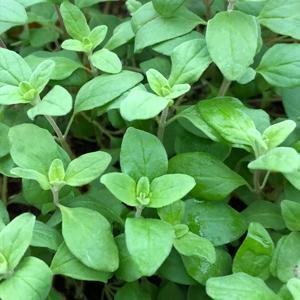 Origanum majorana Herb Annual - Sweet Marjoram from Swift Greenhouses
