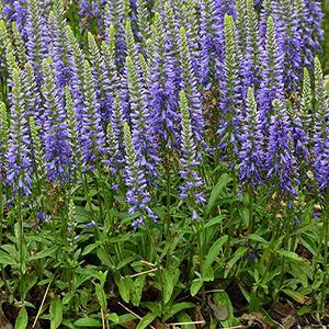 (Speedwell) PP # 29,581 Veronica hybrida Blue Sprite from Swift Greenhouses