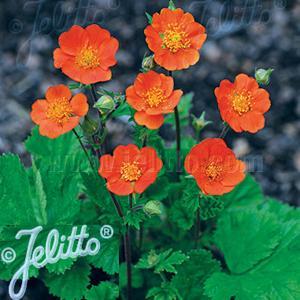 (Avens) Geum coccineum Koi from Swift Greenhouses