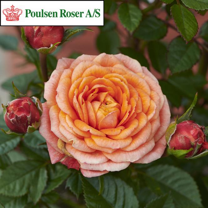 (Poulsen Roser) Poulty023Ⓝ Rose Miniature Parade® Cyndi™ from Swift Greenhouses