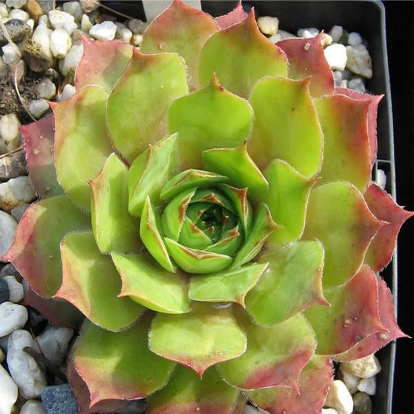 (Hens and Chicks) Sempervivum Emerald Giant from Swift Greenhouses