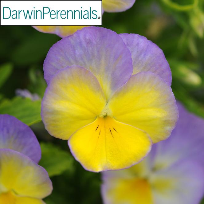 (Violet) PP # 26,383 Viola cornuta Halo™ Lemon Frost from Swift Greenhouses