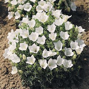 (Bellflower) Campanula carpatica Clips White from Swift Greenhouses