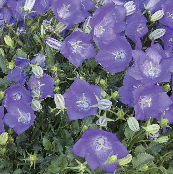 (Bellflower) Campanula carpatica Clips Deep Blue from Swift Greenhouses