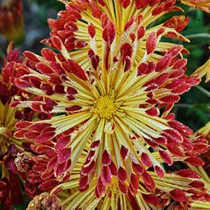 (Garden Mum) Chrysanthemum hybrid Matchsticks from Swift Greenhouses
