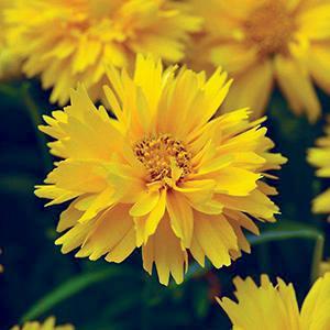 (Tickseed) Coreopsis grandiflora Double the Sun from Swift Greenhouses