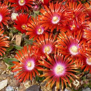 (Ice Plant) Delosperma Red Mountain® Flame from Swift Greenhouses