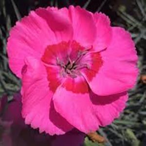 (Hybrid Pinks) PP # 30,245 Dianthus hybrida American Pie® Bumbleberry Pie from Swift Greenhouses