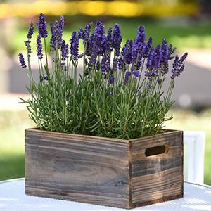 English Lavender Herb Perennial - Lavender Blue Spear from Swift Greenhouses