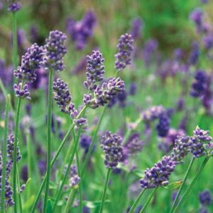 Lavandula x intermedia Herb Perennial - Lavender Provence from Swift Greenhouses