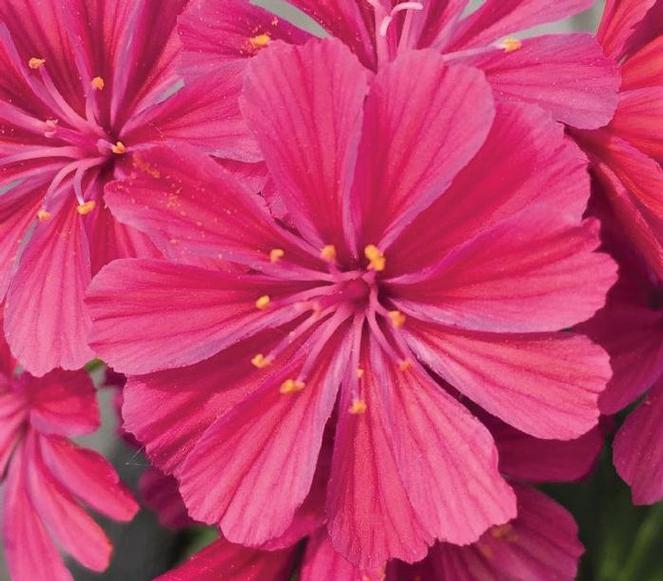 (Cliff Maids) Lewisia cotyledon Elise Ruby Red from Swift Greenhouses