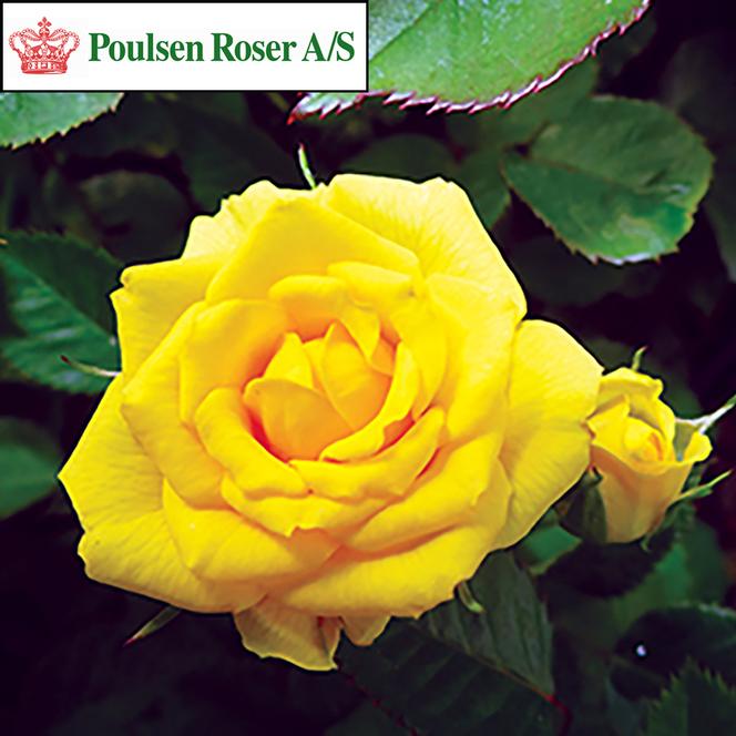 (Poulsen Roser) Poulty014 Rose Miniature Parade® Cho™ from Swift Greenhouses