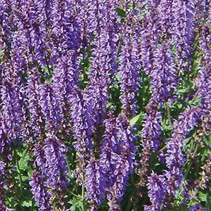 (Meadow Sage) PP # 31,033 Salvia nemorosa Blue By You from Swift Greenhouses