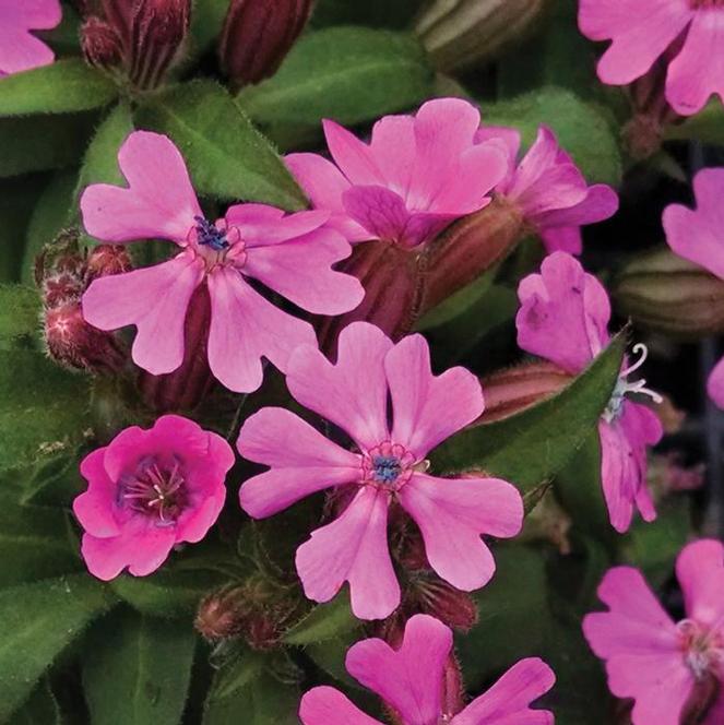 (Catchfly) Silene caroliniana Hot Pink from Swift Greenhouses