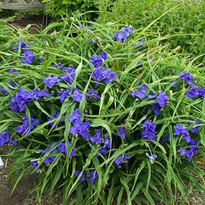 (Spiderwort) Tradescantia andersoniana Zwanenburg Blue from Swift Greenhouses