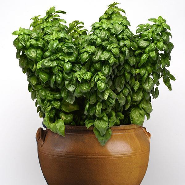 Ocimum basilicum Herb Annual - Basil Everleaf Genovese from Swift Greenhouses