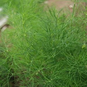 Anethum graveolens Herb Annual - Dill Greensleeves from Swift Greenhouses
