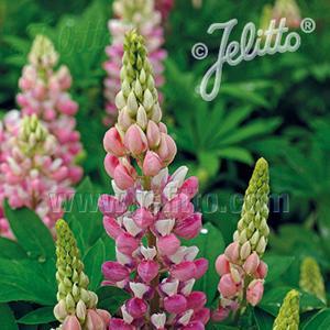 (Lupine) Lupinus polyphyllus Gallery Pink Bicolor from Swift Greenhouses