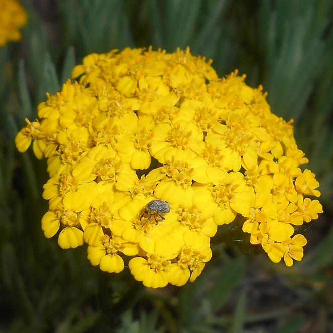 (Yarrow) Achillea tomentosa Goldie from Swift Greenhouses