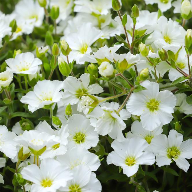 (Sandwort) Arenaria montana Blizzard Compact from Swift Greenhouses