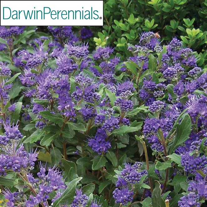 (Blue Mist) PP # 17,837 Caryopteris clandonensis Grand Bleu from Swift Greenhouses