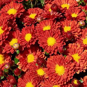 (Garden Mum) PP # 29,835 Chrysanthemum dendranthema Igloo Firedance from Swift Greenhouses