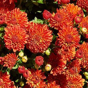 (Garden Mum) PP # 29,152 Chrysanthemum dendranthema Igloo Harvest from Swift Greenhouses