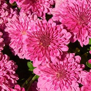 (Garden Mum) PP # 29,862 Chrysanthemum dendranthema Igloo Ice Pink from Swift Greenhouses
