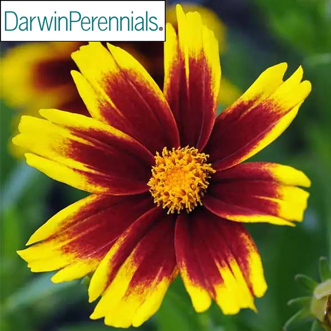 (Tickseed) PP # 30,770 Coreopsis hybrida Golden Stardust from Swift Greenhouses